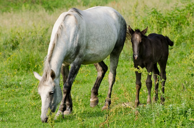 Wild horses