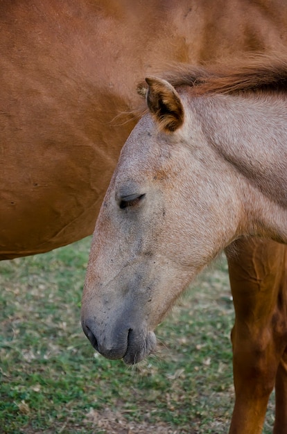 野生の馬