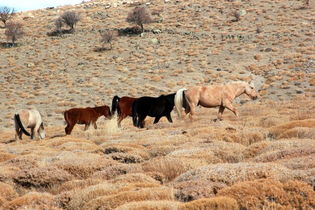 Wild Horses