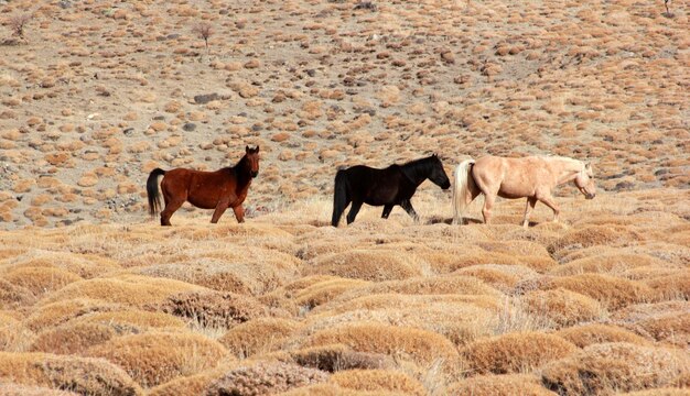 Wild Horses