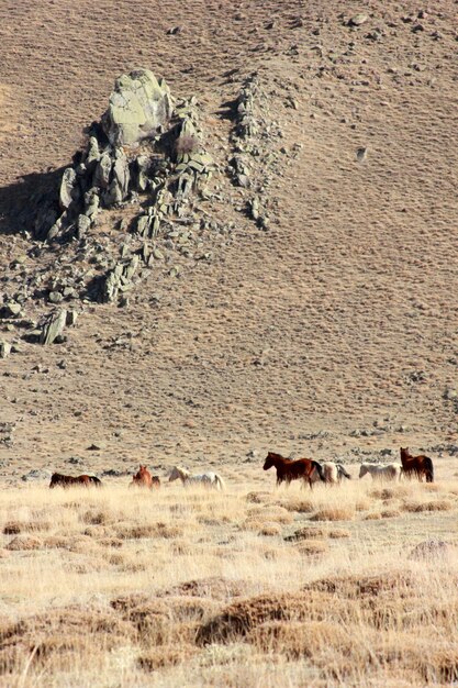 Wild Horses