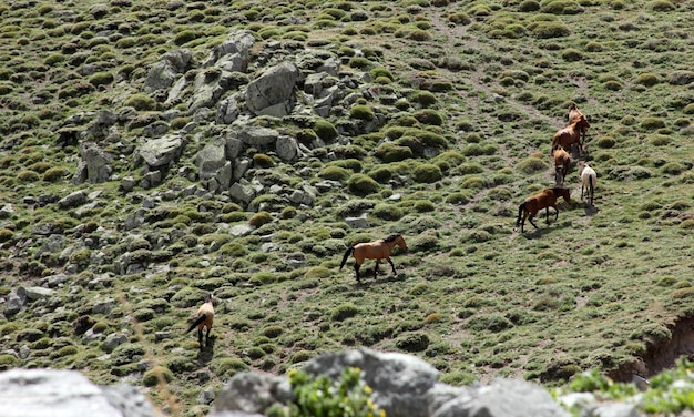 Wild Horses