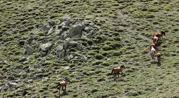 Wild Horses