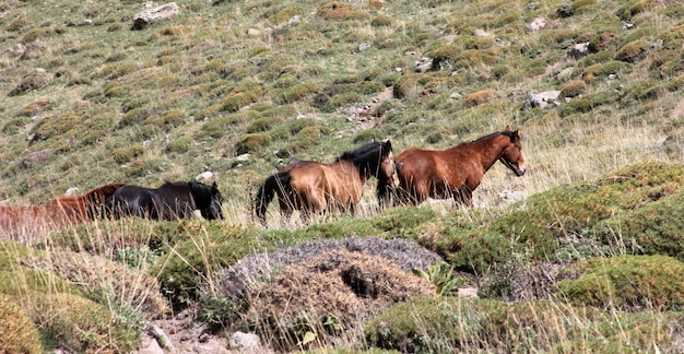 野生の馬