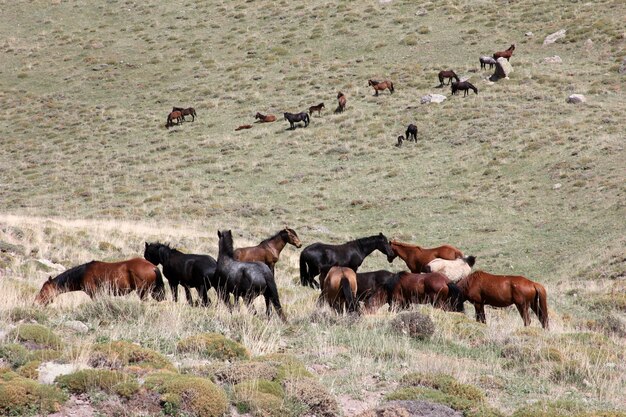 Wild Horses