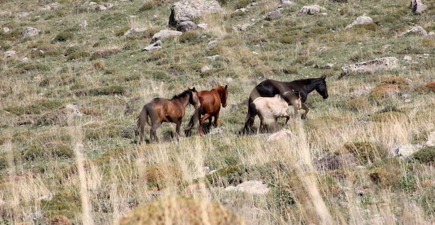 Wild Horses