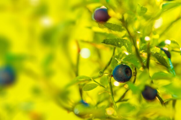 Wild huckleberries or bog bilberry shrub macro closeup photo