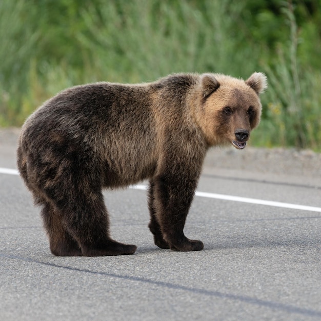 アスファルトの道路に立っている野生の空腹のカムチャツカ ヒグマ