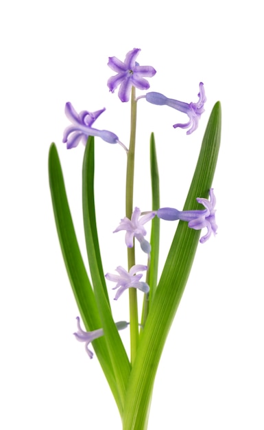 Wild hyacinth flowers isolated on white surface