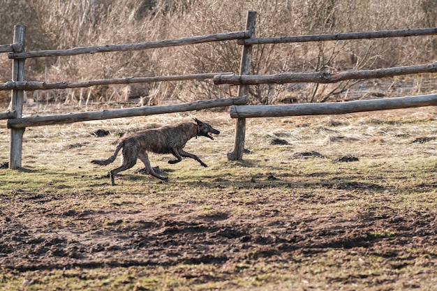 春先の日没で野生のハイエナ色の犬が野原を横切って走る