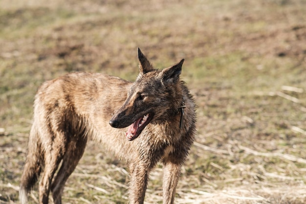 봄날의 들판에 야생 하이에나색 개 한 마리가 서 있다