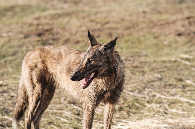 A wild hyenacolored dog stands in a field in spring Sunset