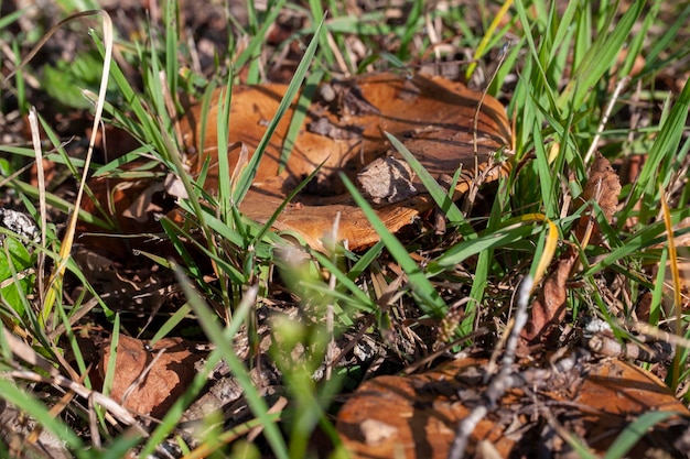 Wild inedible mushrooms growing in the natural environment