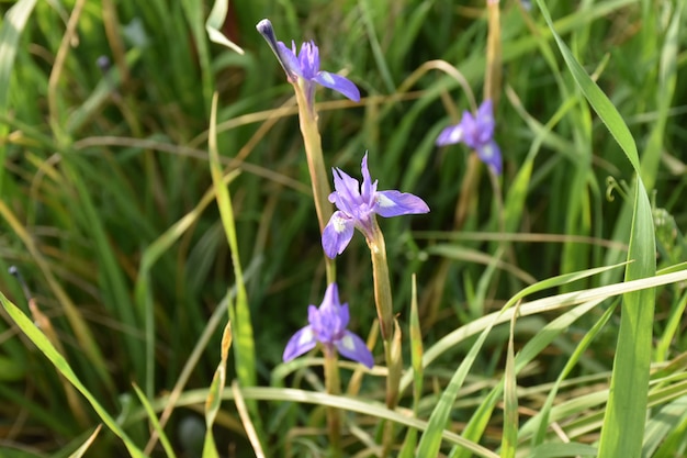 wild iris