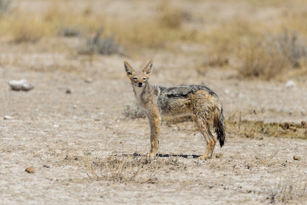 アフリカのサバンナの野生のジャッカル