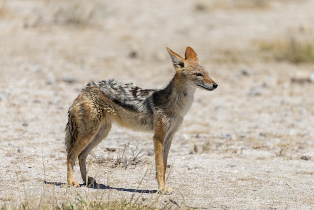 アフリカのサバンナの野生のジャッカル