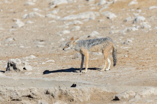 Wild jackal on waterhole in the African savanna