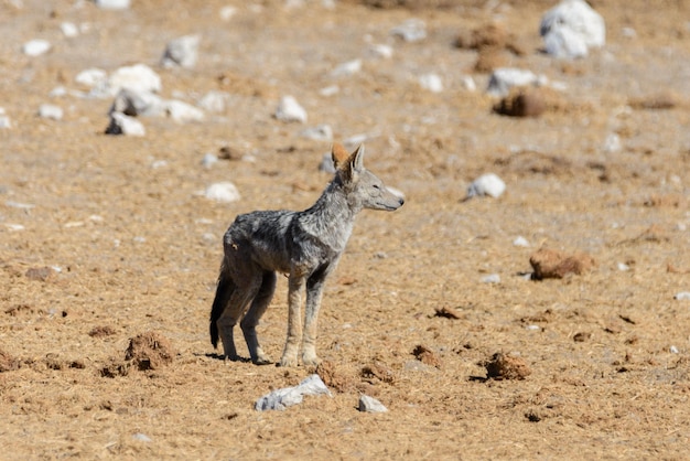 Sciacallo selvaggio su pozza d'acqua nella savana africana