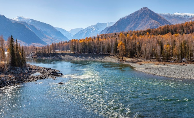 Wild Katun river in Altai mountains Siberia nature autumn view