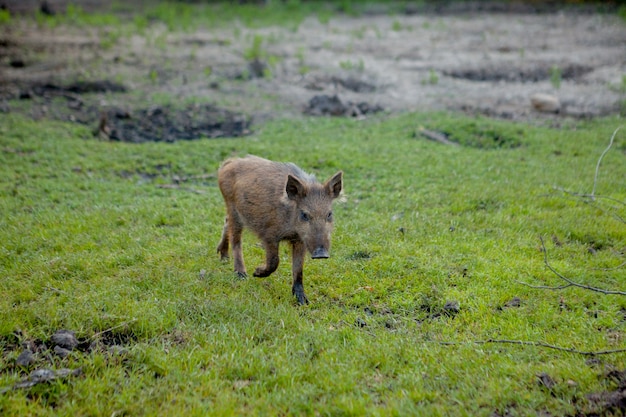 Wild klein varken tevreden grazen op gras.