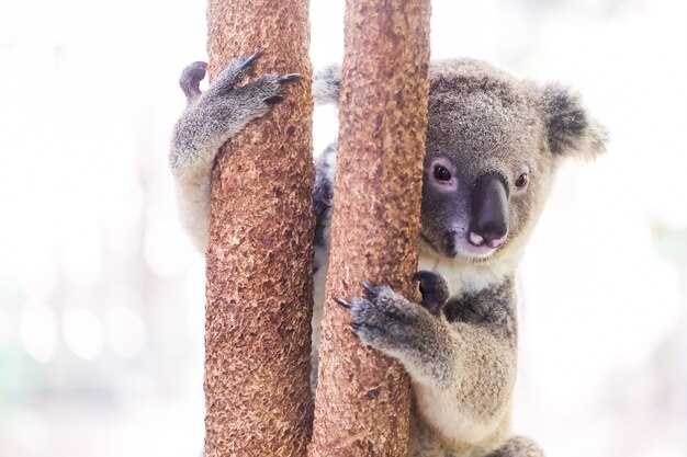 A wild Koala climbing a tree