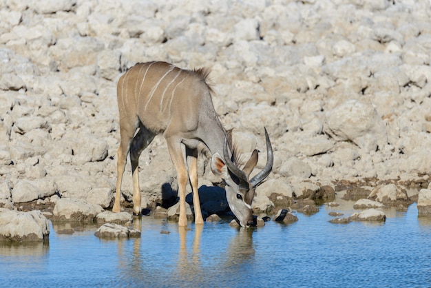 아프리카 사바나에서 야생 kudu 영양