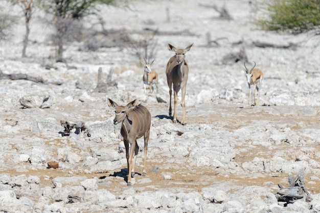 Wild kudu antelopes in the African savanna