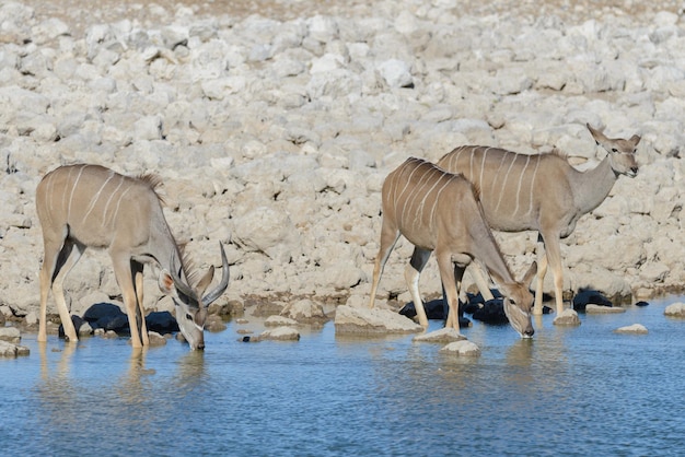 Antilopi selvagge di kudu nella savana africana