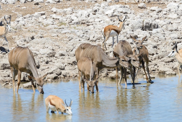 アフリカのサバンナの野生のクーズーカモシカ