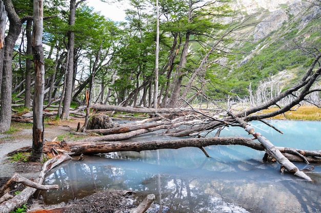 乾いた木の幹が突き出た山の野生の湖