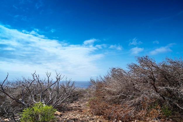 写真 ランペドゥーサ島の野生の風景