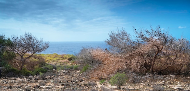 Wild landscape in Lampedusa island