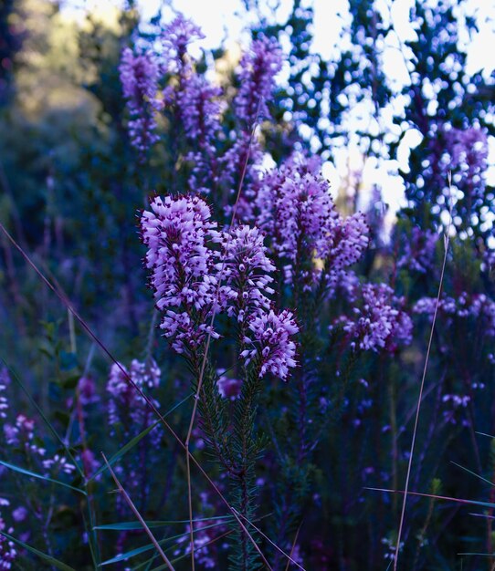 Wild lavender in the forest, close up view