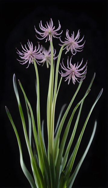 Photo wild leek flower on an isolated black background