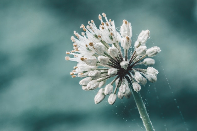 Wild leek white flower on blue