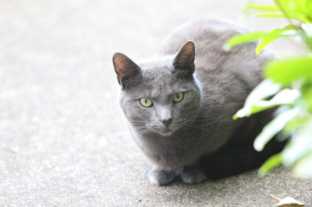 写真 野生動物