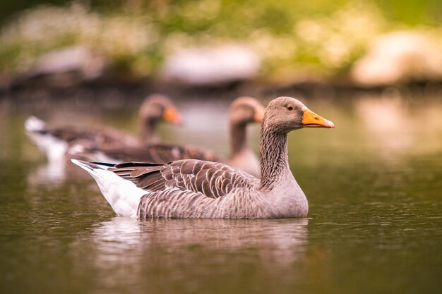 写真 野生動物