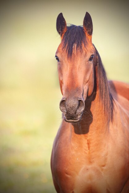 Foto animali selvatici