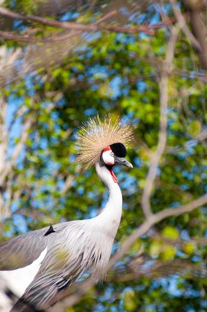 Wild life bird