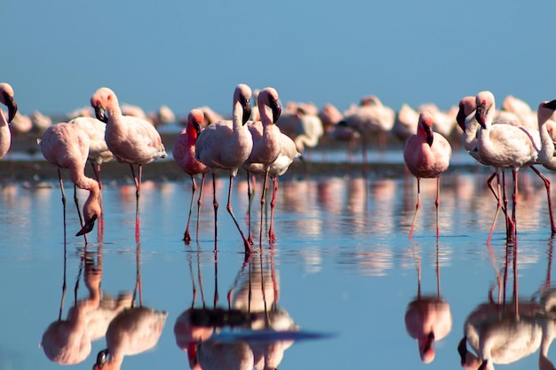 写真 鮮やかな空の背景に青いラグーンを歩くピンクのアフリカのフラミンゴの群れ