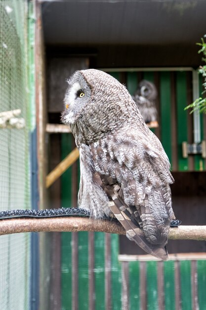 野生動物。ゴージャスな大きな鳥が檻の中に座っています。穏やかで平和。鳥類学の概念。フクロウの屋外ショット。多くの国のフクロウの典型的な種。動物園の檻の中のフクロウ。フクロウを捕まえる動物のショット。