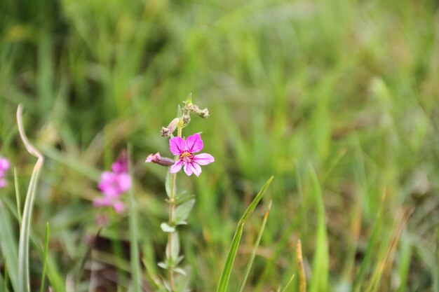 夏の野生のライラックの花