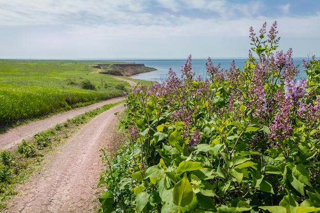 Photo wild lilacs at the edge of the road the road along the seashore seascape