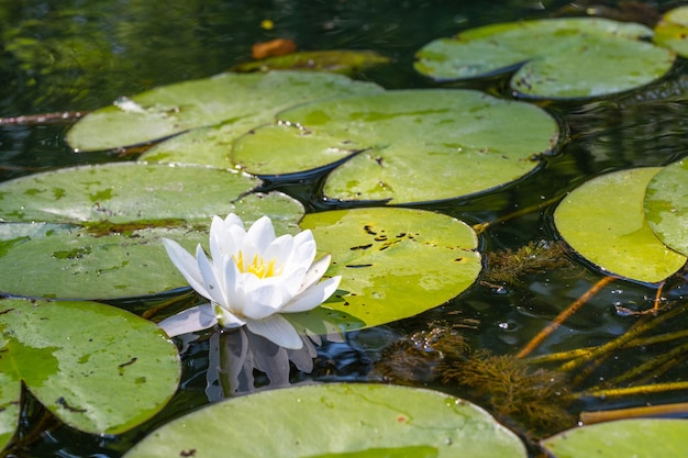 水面の背景にある野生のユリの花野生の自然写真の詳細