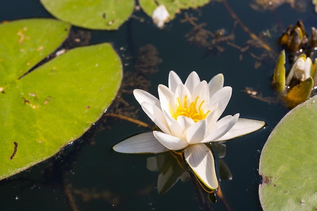 수면의 배경에 야생 백합 꽃 좋은 세부 사항이 있는 야생의 자연 사진