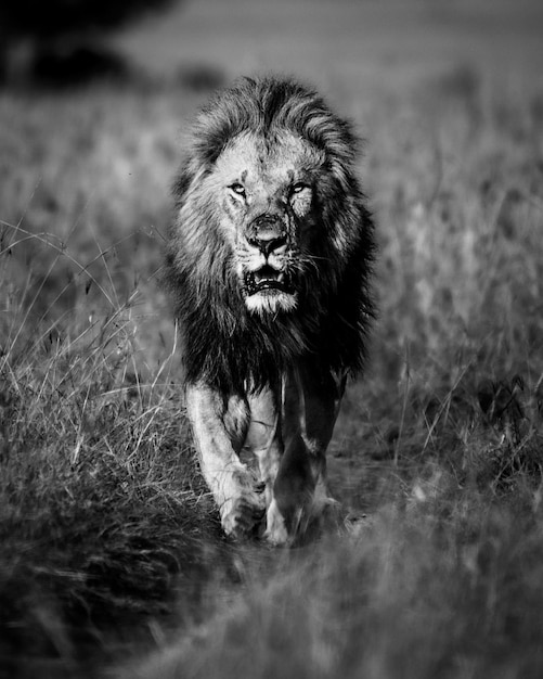 Foto animale leone selvaggio nella giungla della natura