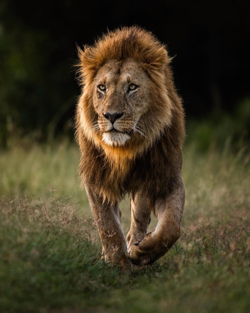 wild lion animal on nature jungle