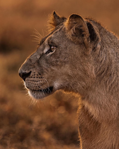 wild lion animal on nature jungle