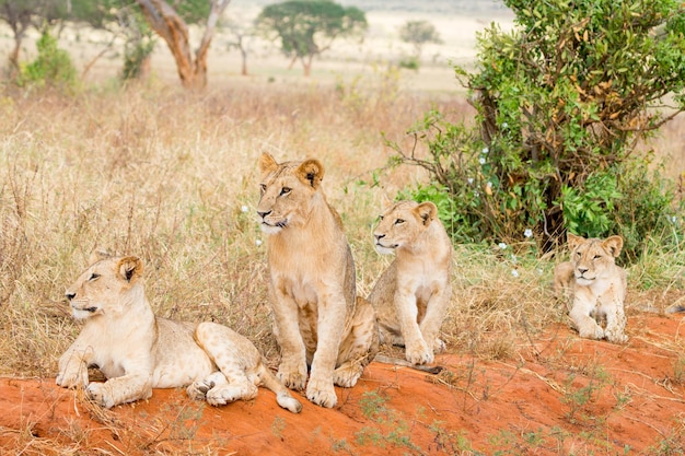 케냐의 야생 사자