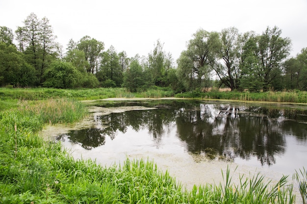 Wild little pond